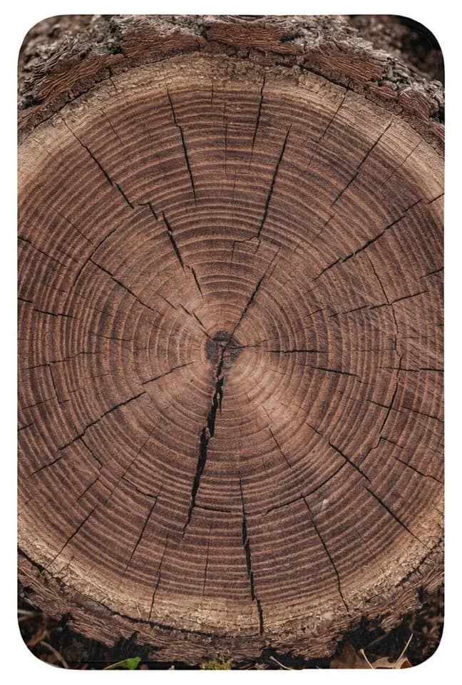 OnlyWow WC-Vorleger Baum-Motiv Braun Mikrofaser - Bild 2