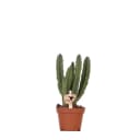 Exotenherz Kaktus Stapelia 6cm Topf Grünpflanze Bild 2