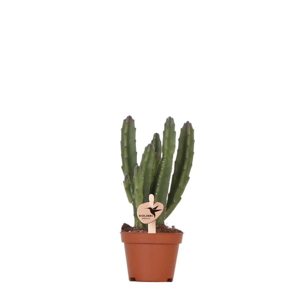 Exotenherz Kaktus Stapelia 6cm Topf Grünpflanze - Bild 2