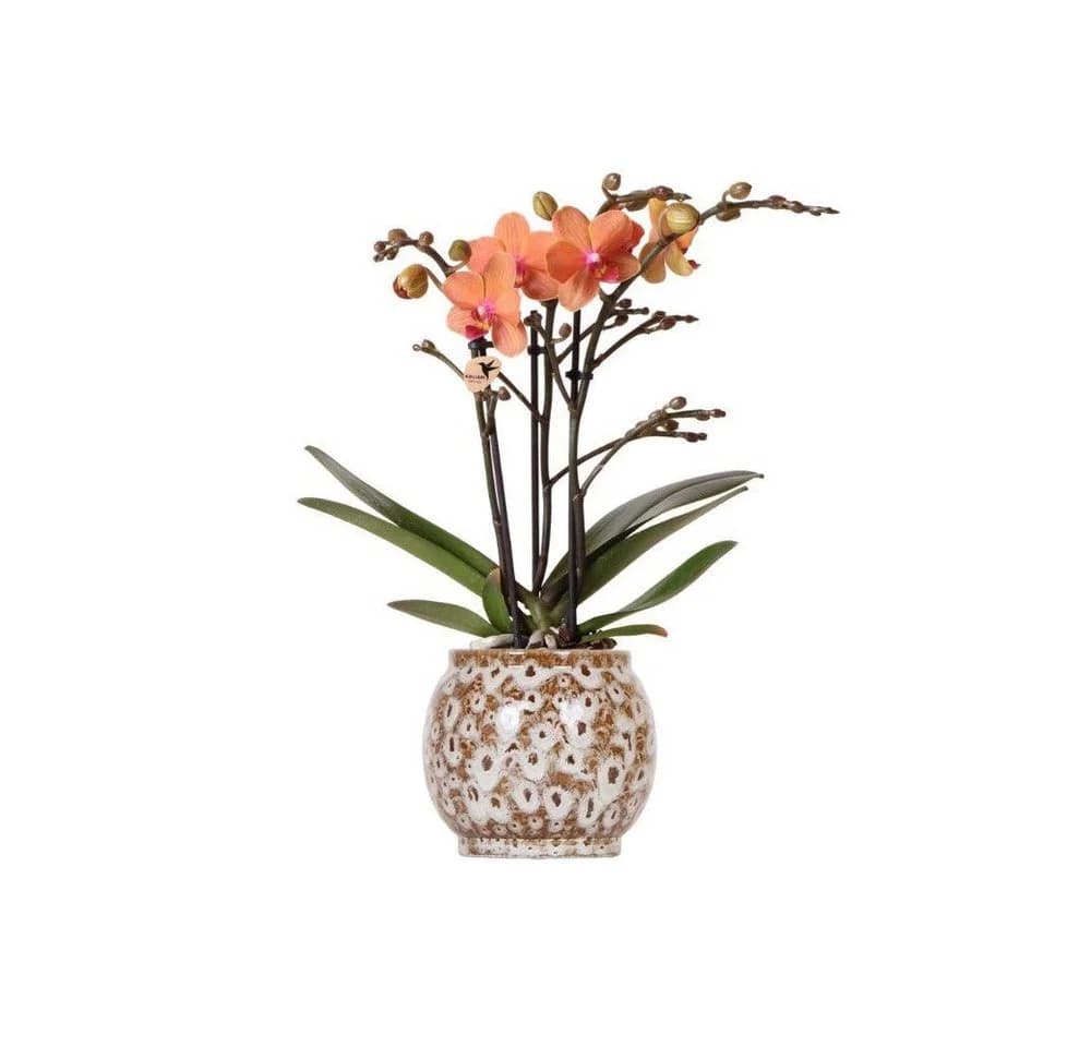 Exotenherz Phalaenopsis Orchidee Orange mit Safari Keramiktopf 9cm - Bild 2