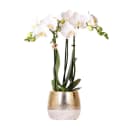 Exotenherz Weiße Phalaenopsis Orchidee Amabilis + Elite Topf Gold 9cm 40cm hoch Bild 2