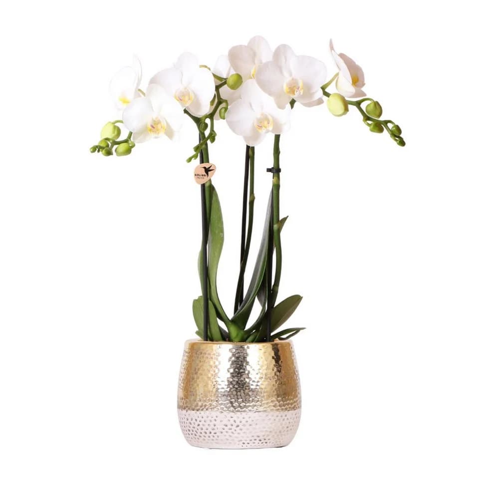 Exotenherz Weiße Phalaenopsis Orchidee Amabilis + Elite Topf Gold 9cm 40cm hoch - Bild 2