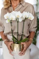 Exotenherz Weiße Phalaenopsis Orchidee Amabilis + Elite Topf Gold 9cm 40cm hoch Bild 3