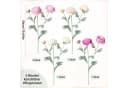 FOUORTUNATE-BEE Kunstblumenstrauß 5er Set künstliche Pfingstrosen Rosa Bild 1