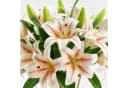 FOUORTUNATE-BEE Kunstblumen Lilien Weiß 6er Set Bild 3