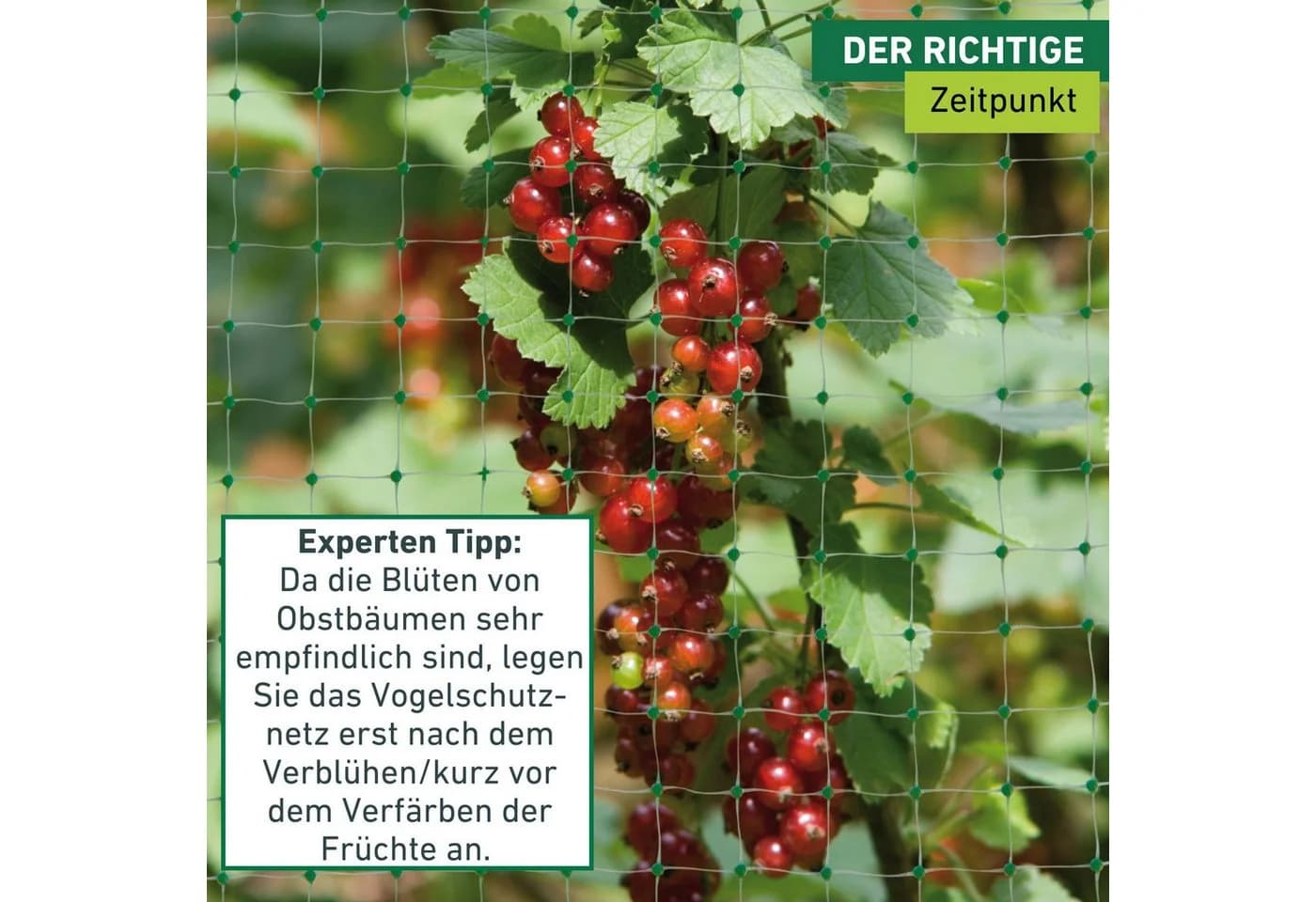Windhager Vogelschutz-Netz Ortonet Polypropylen UV-stabilisiert - Bild 3