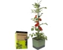 Gusta Garden Pflanzkübel TOM TOMATO Tomatenpflanzset mit Bewässerung dunkelgrün Bild 2
