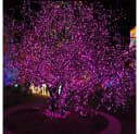 Rosnek LED-Lichterkette 10-100M 8 Modi Blau Rot Grün Rosa Lila Bild 5