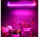 Sunicol LED Pflanzenlampe 18m Rot-Blau Spektrum USB 5V Bild 3