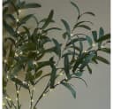 MUPOO LED Dekolicht Beleuchtete Künstliche Eukalyptus & Olivenzweige Warmweiß Bild 4