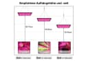 Rosnek Pflanzenlampe LED Vollspektrum Panel 180 LEDs Bild 3