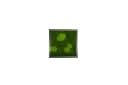 Moos-Design Bilderrahmen Forest Design Moos Bild Naturwanddekor Bild 1