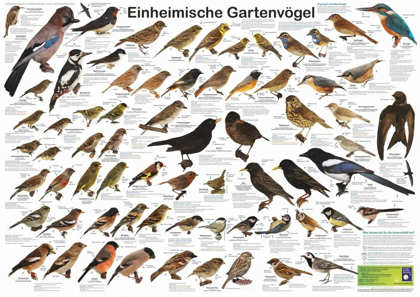 Close Up Poster Einheimische Gartenvögel DIN A1 84,1 x 59,4 cm - Bild 2