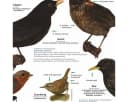 Close Up Poster Einheimische Gartenvögel DIN A1 84,1 x 59,4 cm Bild 3