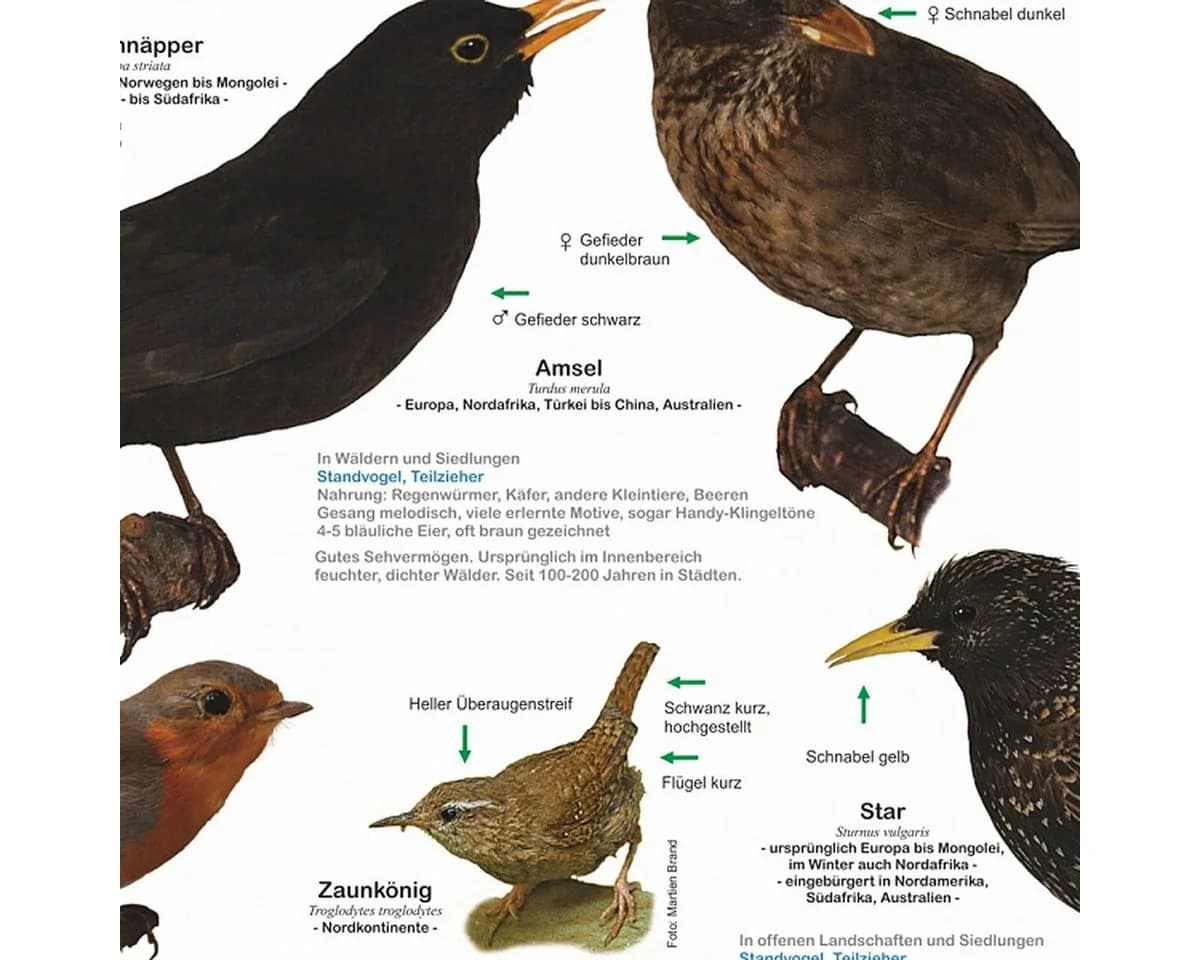 Close Up Poster Einheimische Gartenvögel DIN A1 84,1 x 59,4 cm - Bild 3