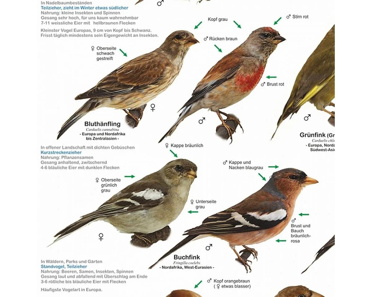 Close Up Poster Einheimische Gartenvögel DIN A1 84,1 x 59,4 cm - Bild 4