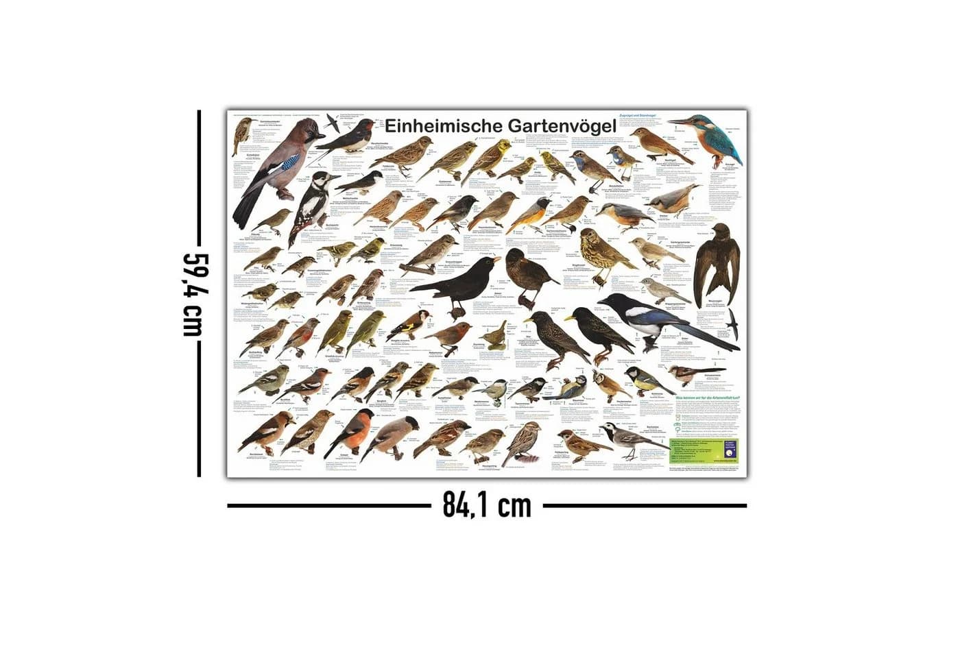 Close Up Poster Einheimische Gartenvögel DIN A1 84,1 x 59,4 cm - Bild 5