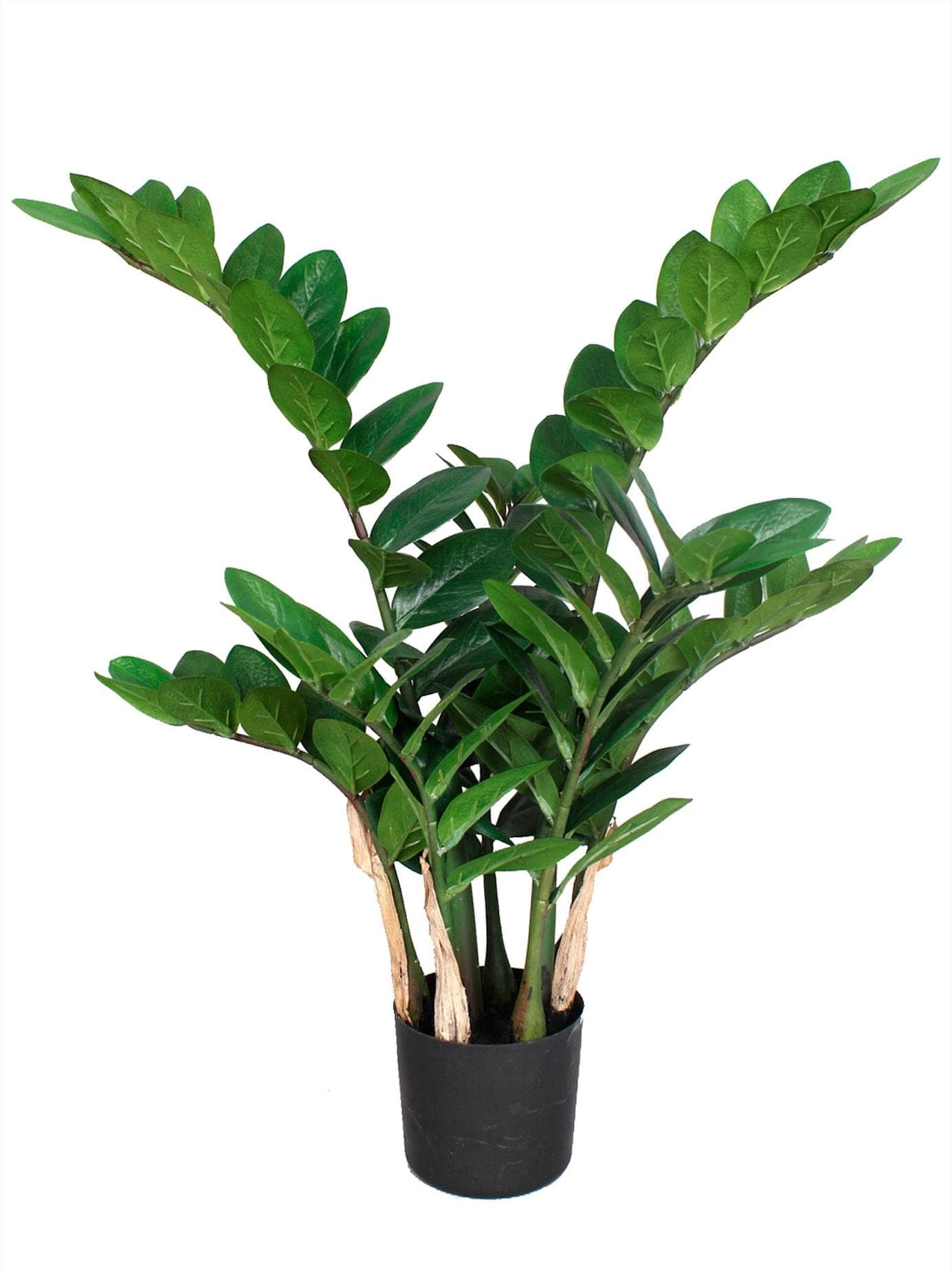 Kunstpflanze Zamifolia von Fuchs Versand 24/7 - Pflegeleicht & Dekorativ