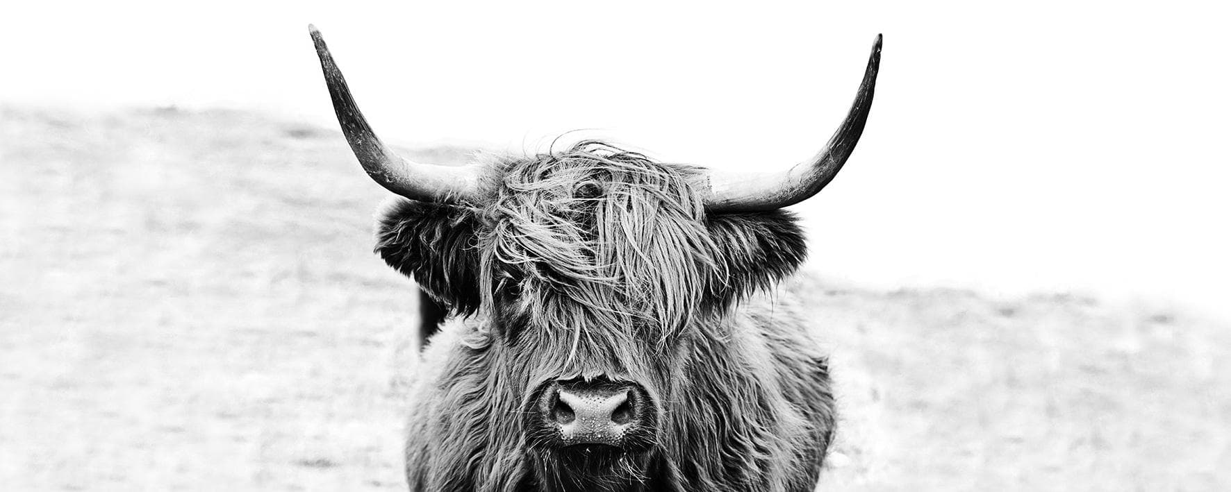 Glasbild HIGHLAND CATTLE II Mehrfarbig