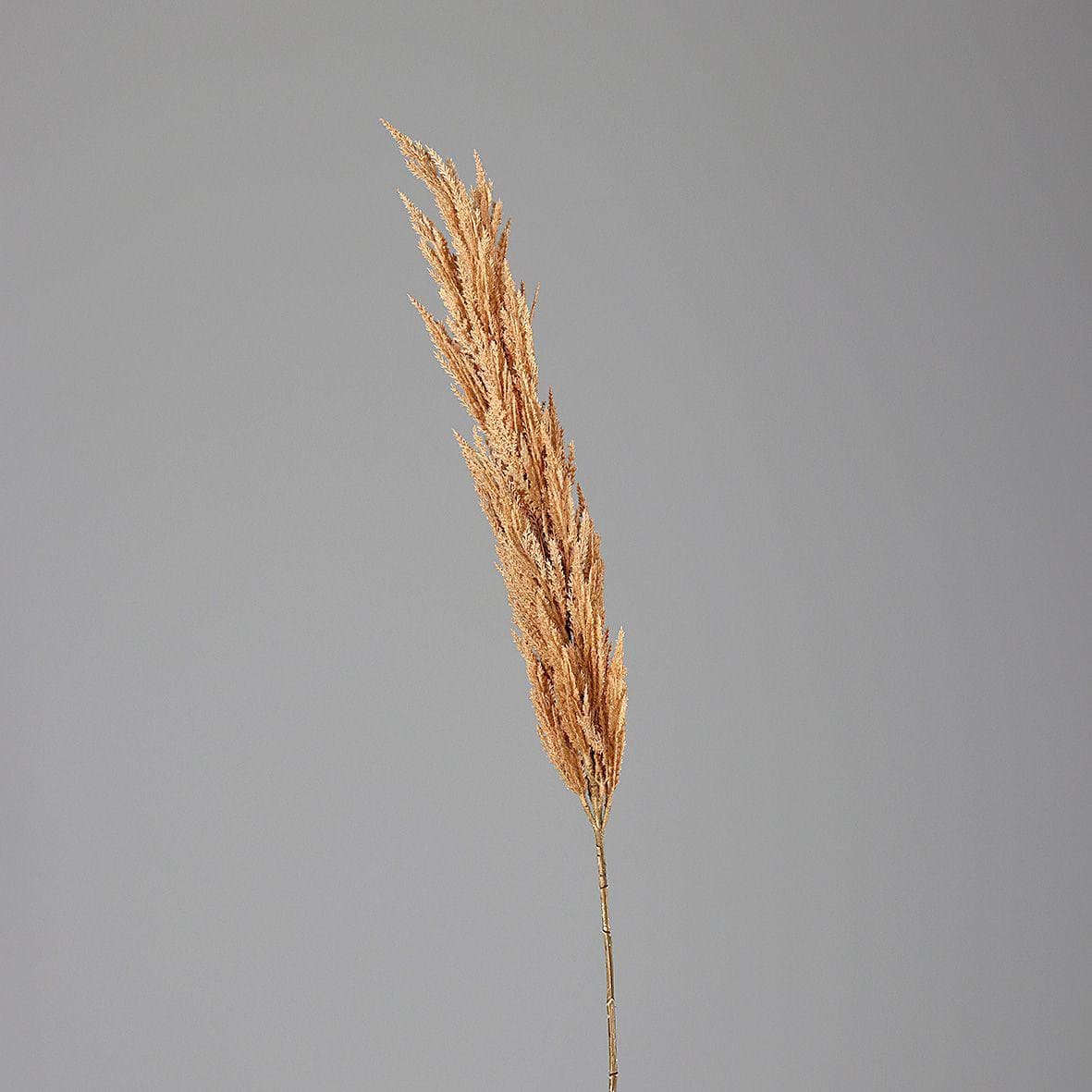 Kunstpflanze PAMPASWEDEL Braun Maritim