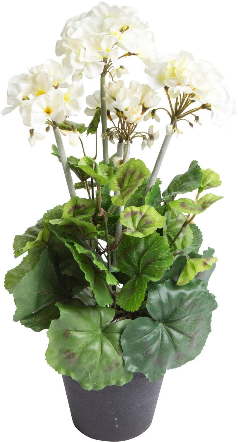 BOTANIC-HAUS Künstliche Geranie Beige Schwarz Topf