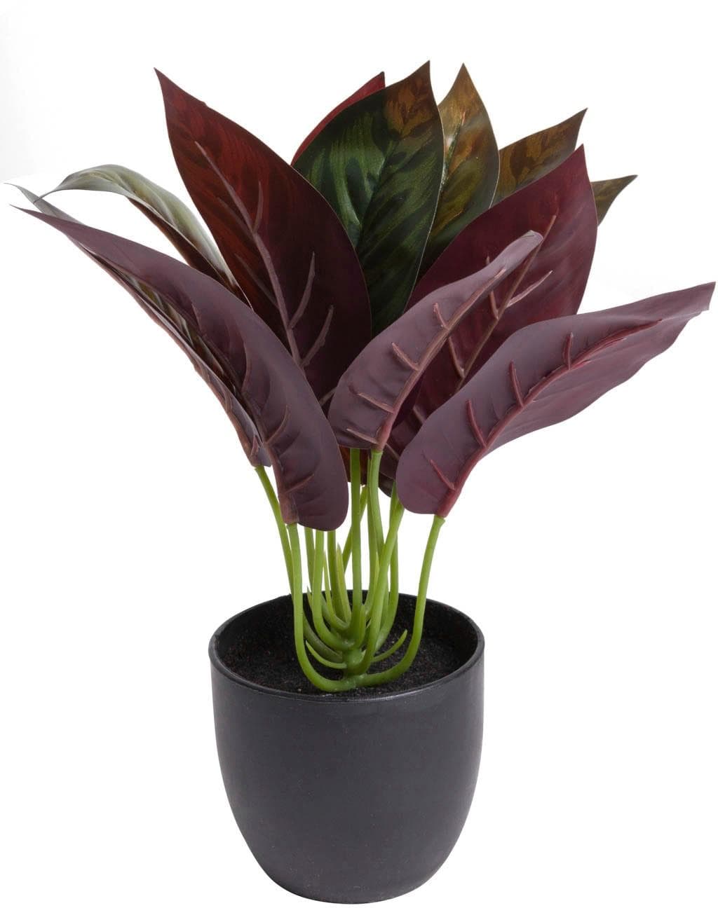 BOTANIC-HAUS Künstliche Zimmerpflanze Calathea Grün mit Schwarzem Übertopf