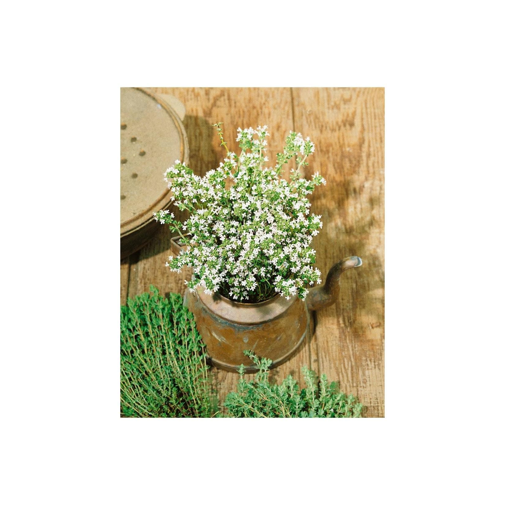 Thymus vulgaris 'Pinewood' Thymian Aromatisch 9x9 cm Topf