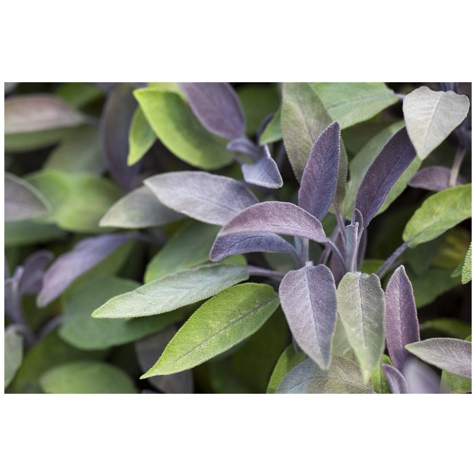 Salvia officinalis 'Berggarten' Küchensalbei Aromatisch 9x9 cm Topf