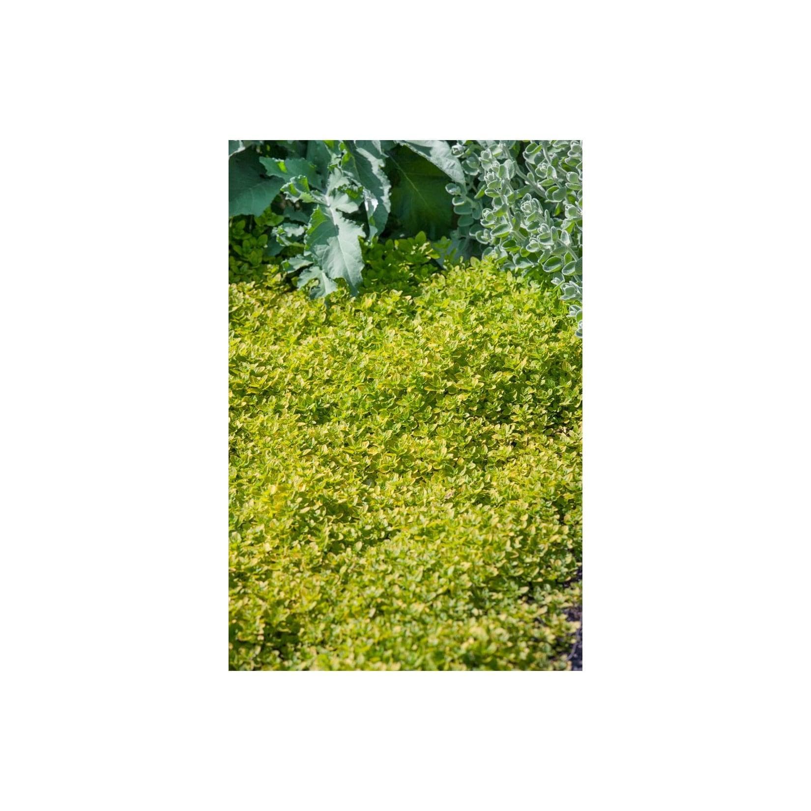 Origanum vulgare 'Thumbles' Oregano Aromatisch 9x9 cm Topf