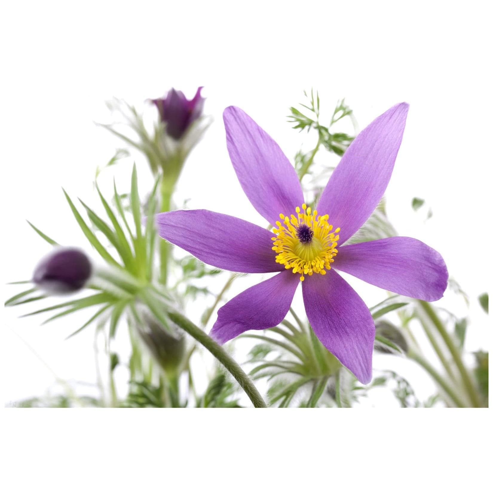 Pulsatilla vulgaris 'Pinwheel Blau' Küchenschelle Blau