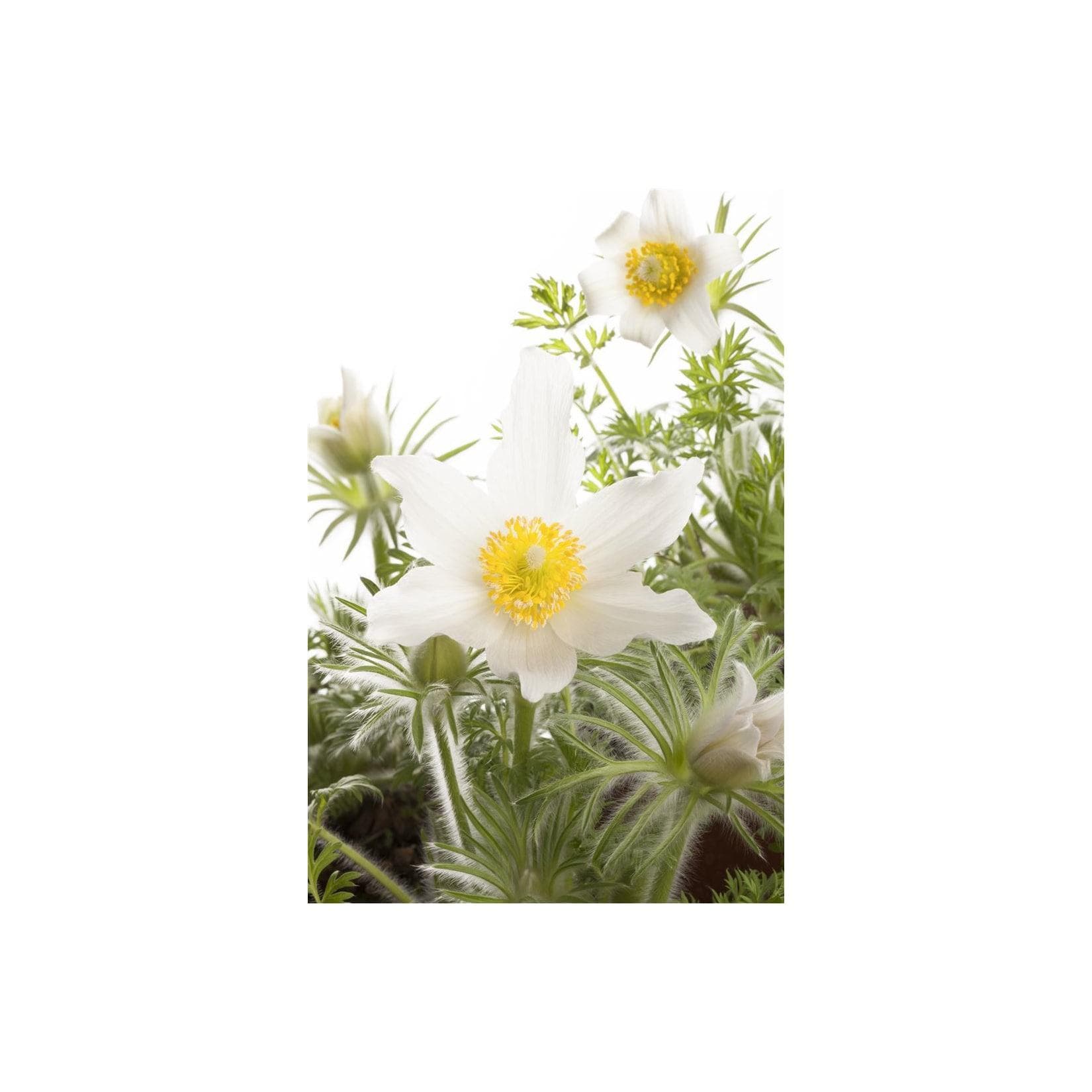Pulsatilla vulgaris 'Alba' Küchenschelle Weiß Topf 9x9 cm