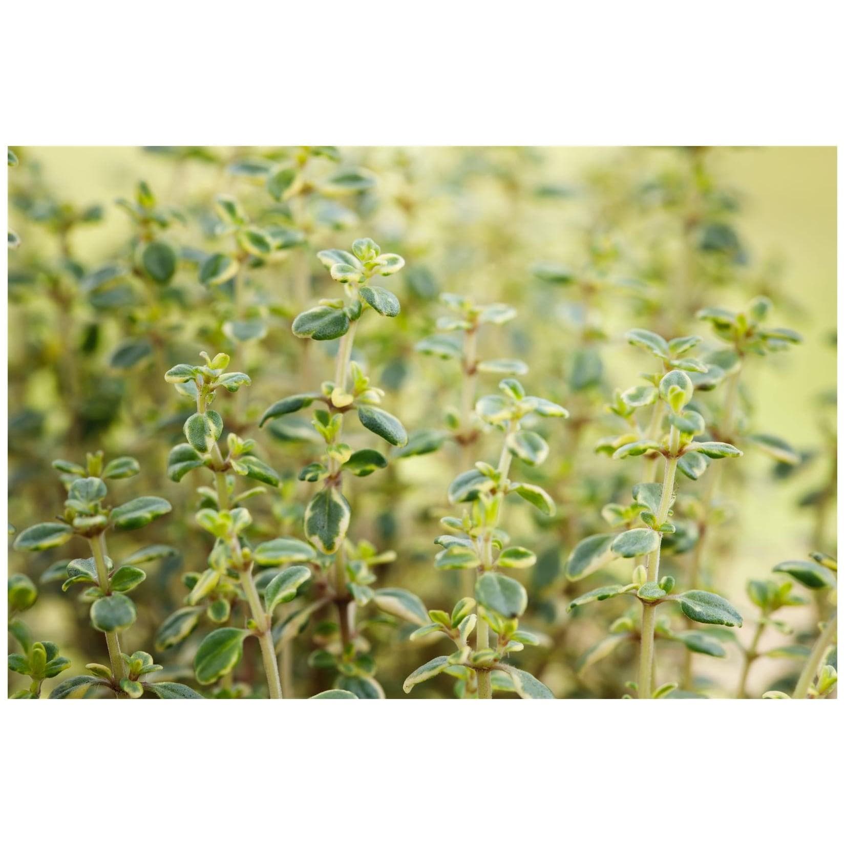 Thymus comosus 'Doone Valley' Zitronenthymian Buntlaubig 9x9 cm Topf