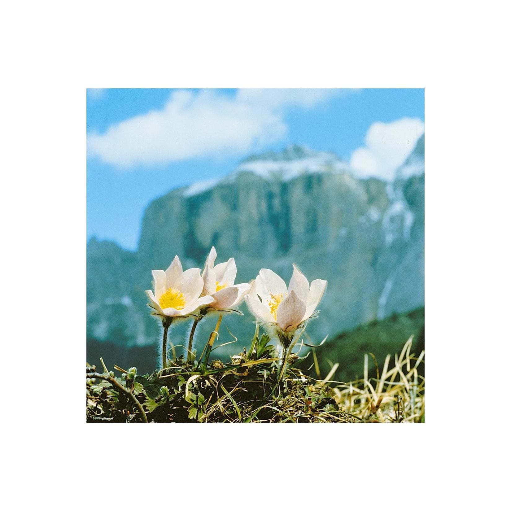 Pulsatilla vernalis Küchenschelle Weiß Topf