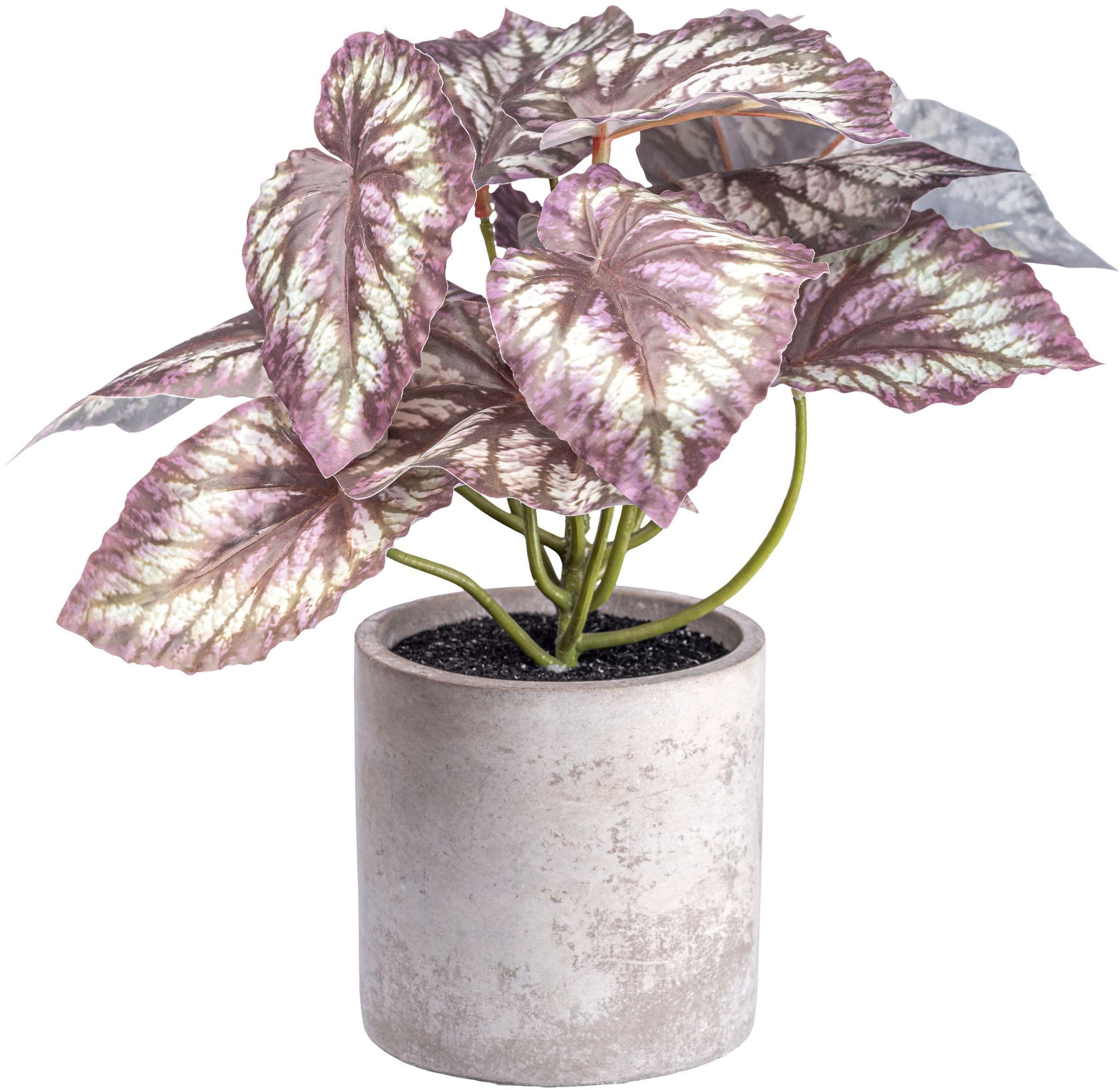 CREATIV GREEN Rex Begonia Künstliche Zimmerpflanze Grün mit Zementtopf