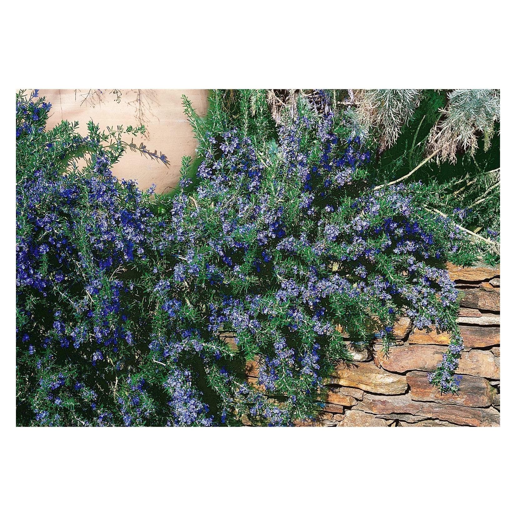 Rosmarinus officinalis 'Corsican Blue' Rosmarin Blau 9x9 cm Topf