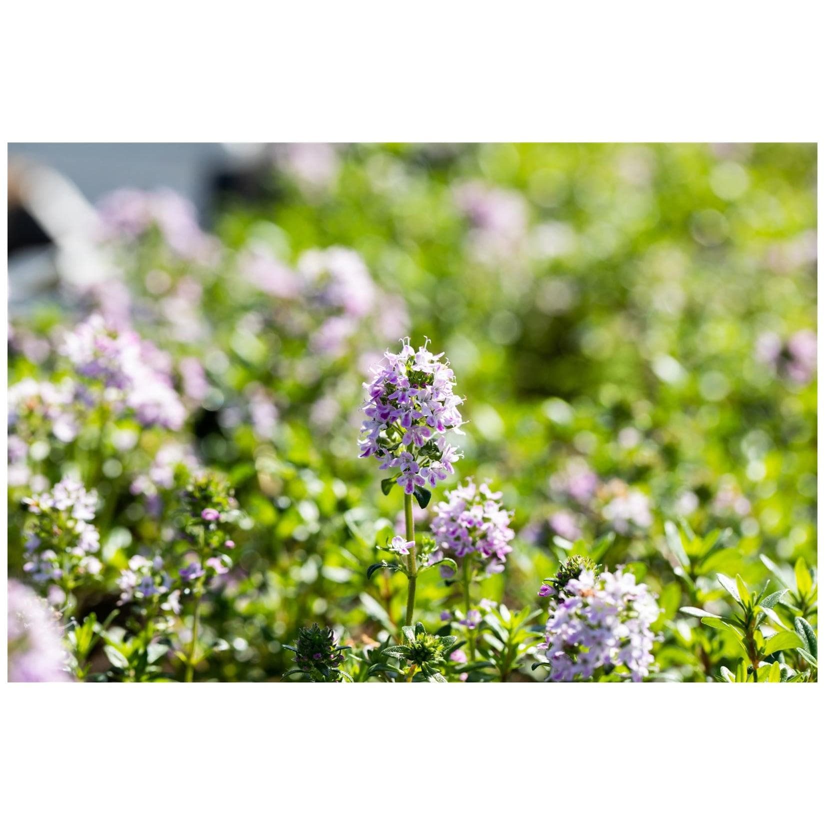 Thymus longicaulis 'Odoratus' Thymian Aromatisch 9x9 cm Topf