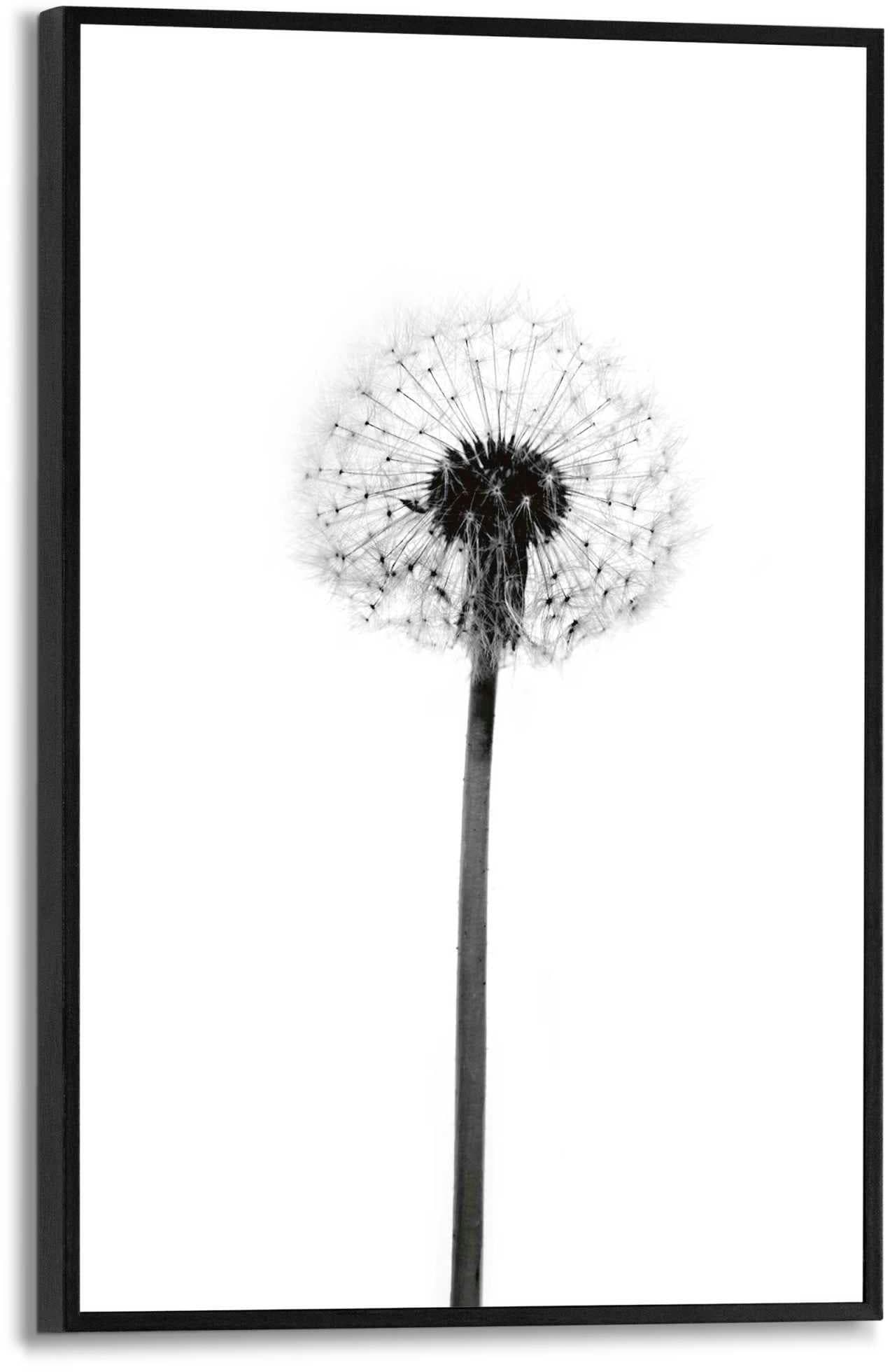Reinders Poster Pusteblume Schwarz Weiß MDF