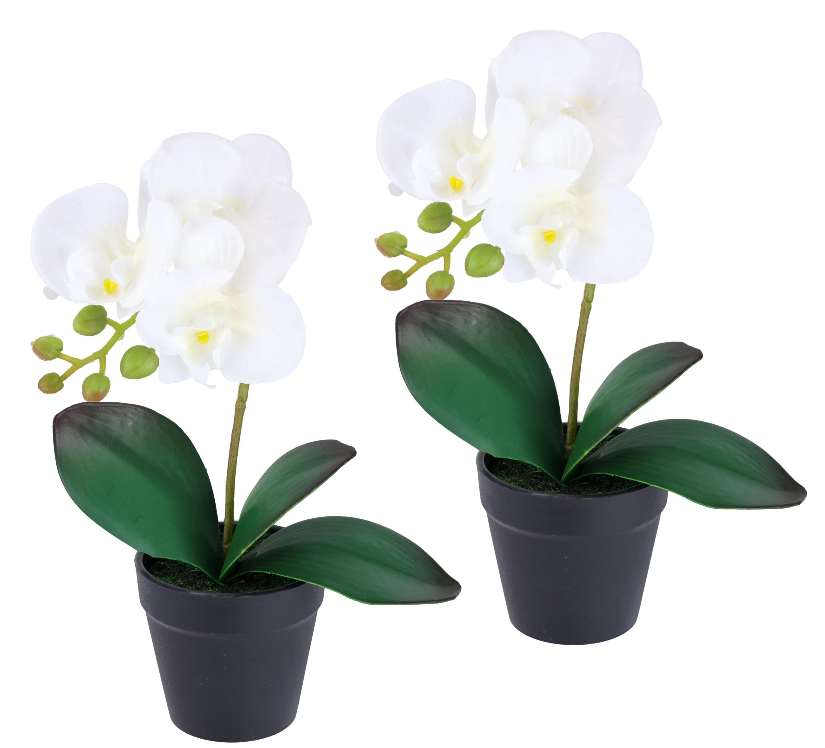Baur Versand Kunstorchidee Phalaenopsis 2er Set Weiß