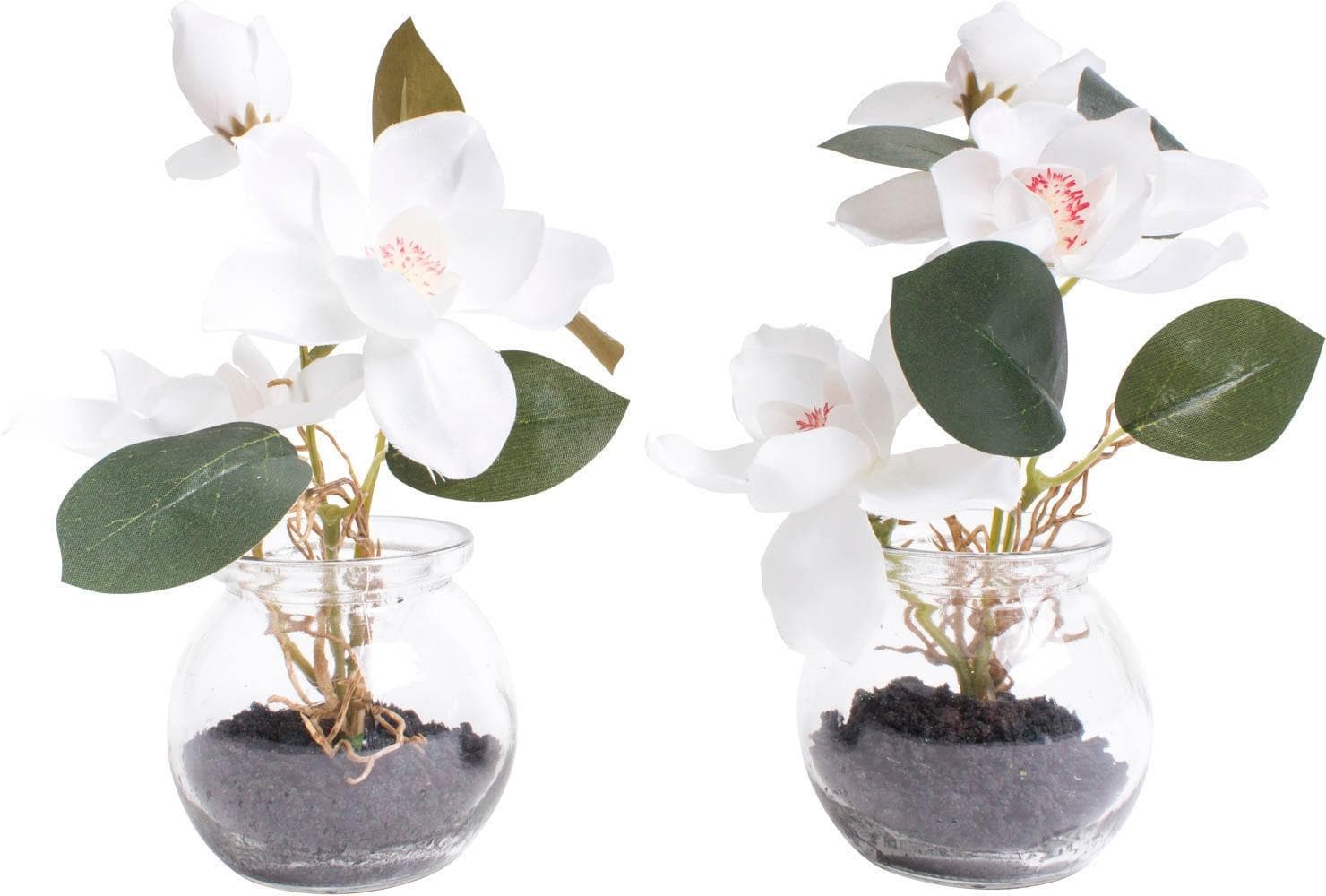 BOTANIC-HAUS Kunstblume Magnolie im Glas Beige Creme Weiß