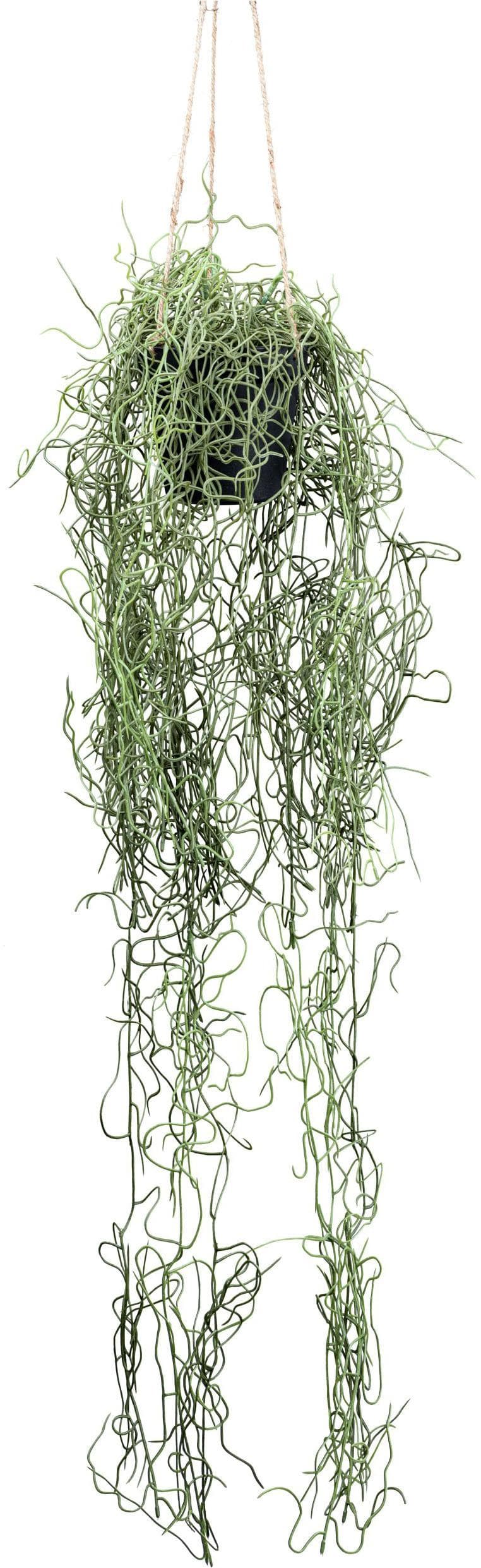 Creativ Green Tillandsia Hängepflanze Grün 80cm mit Schwarzem Übertopf