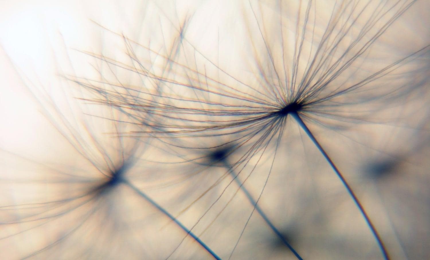 QUEENCE Wandsticker Dandelion Beige Selbstklebend Pusteblume