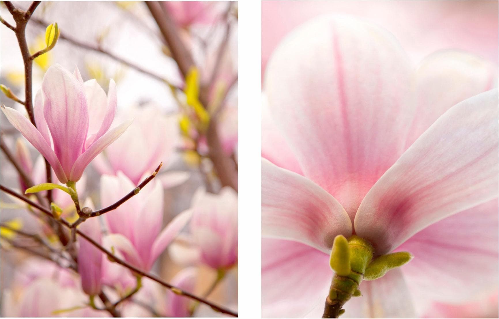 Bild CREATIV HOME Magnolien Rosa 2er-Set