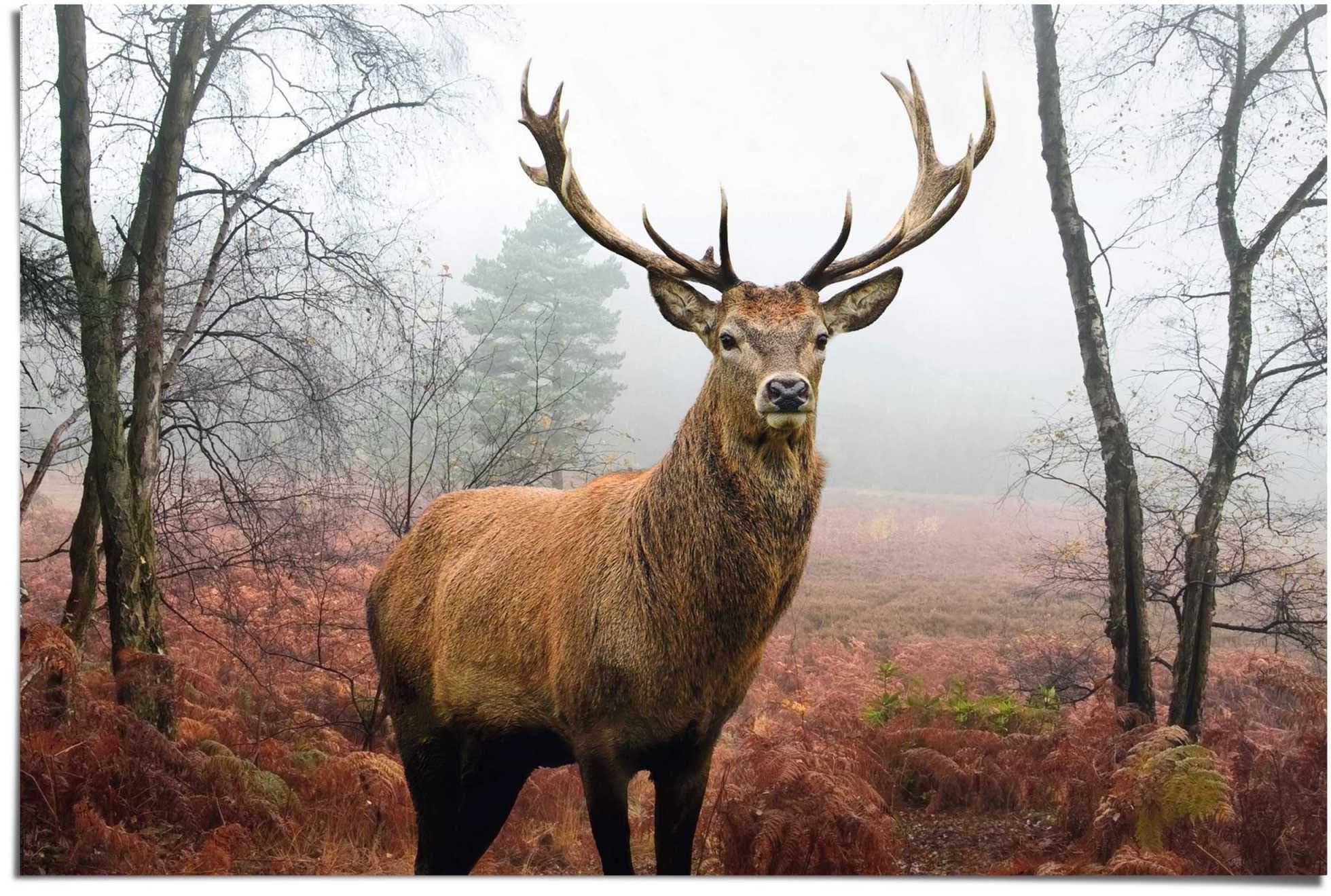 Natur Poster Wald Tier Braun 91,5x61cm