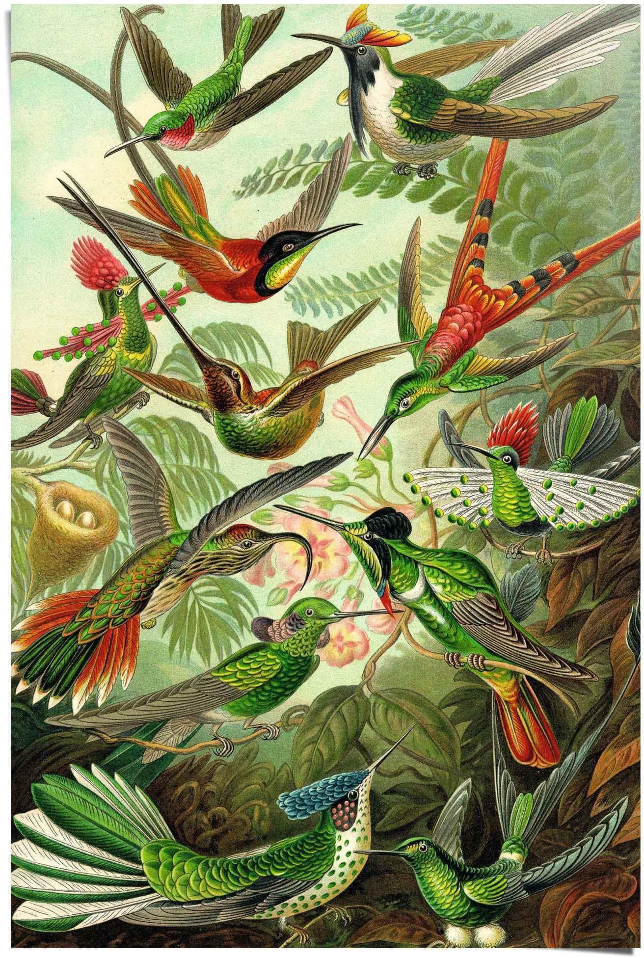 REINDERS Poster Hummingbirds Vogel Grün Maxi