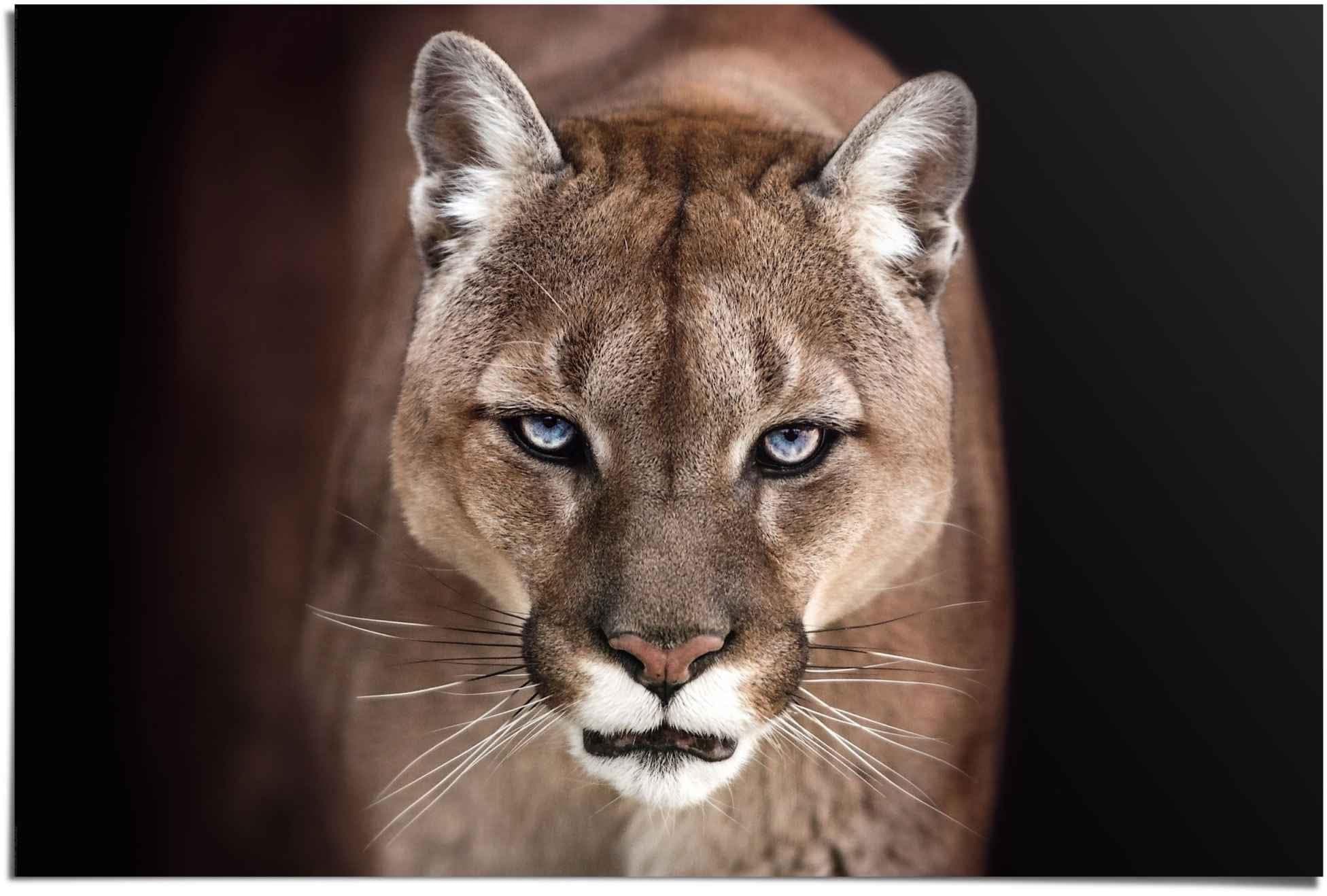 REINDERS Poster Puma Nahaufnahme Khaki Grün Maxi