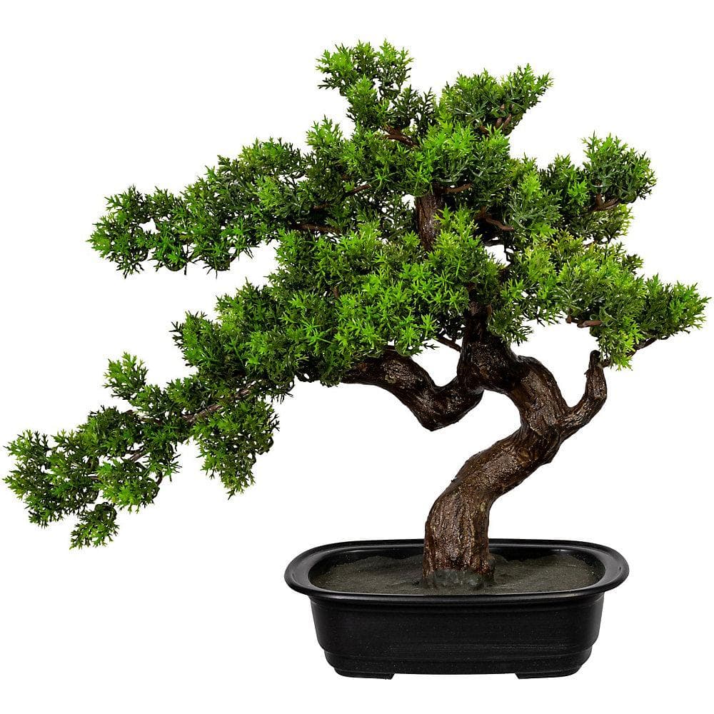 Kaiserkraft Bonsai Myrte Grün in Schwarzer Kunststoffschale