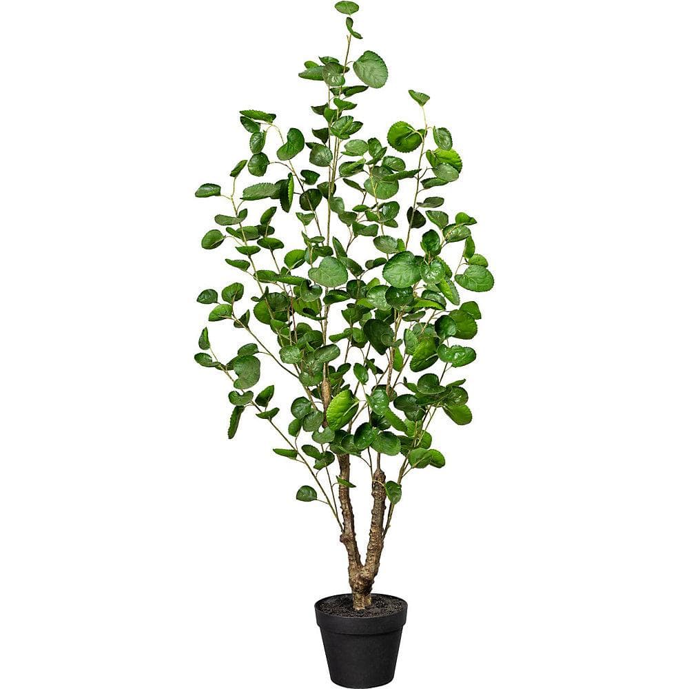 Kaiserkraft Fiederaralie ca. 110 cm Grün im Topf