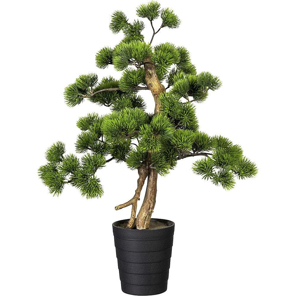 Kaiserkraft Bonsai Kiefer Grün im schwarzen Kunststofftopf