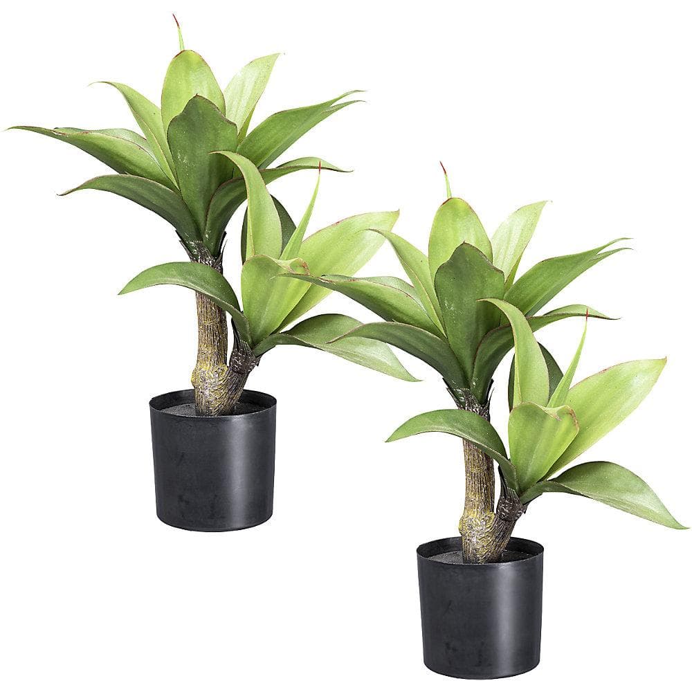 Kaiserkraft Agave 2er-Set Kunststofftopf Grün