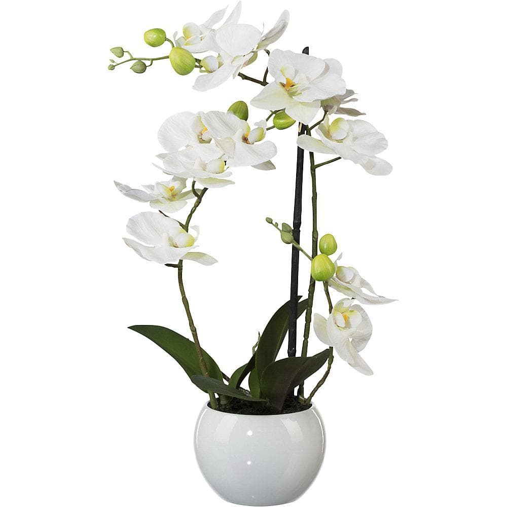 Kaiserkraft Phalaenopsis Orchidee 420 mm Weiß Keramiktopf